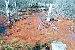 photo of the Casselman River pollution