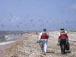 USFW staff walking along the beach with nets