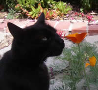 Besides smelling flowers, cats like Max like to sniff out snacks from pet stores.