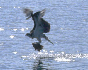 Osprey