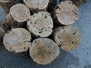 photo of damaged logs