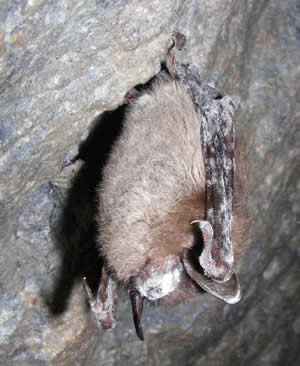 photo ot a little brown bat with fungus