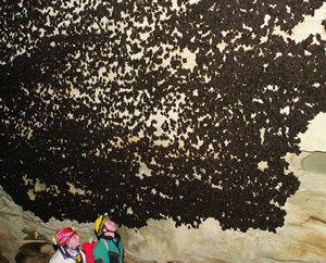 a colony of gray bats