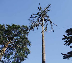 An arborist from Bartlett Tree Experts removes a dead Monterey pine.