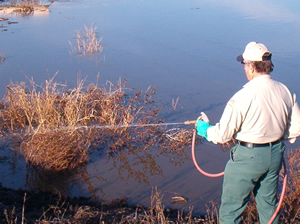 San Joaquin County mosquito control technician Richard Capuccini sprays insecticide into a dairy pond that contains mosquito larvae, a process called larviciding.