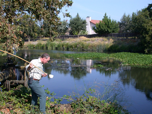 San Joaquin County mosquito control supervisor Brian Heine collects mosquito larvae samples from a lagoon that abuts a subdivision. Obtaining a larval count from water samples is part of conducting surveillance.
