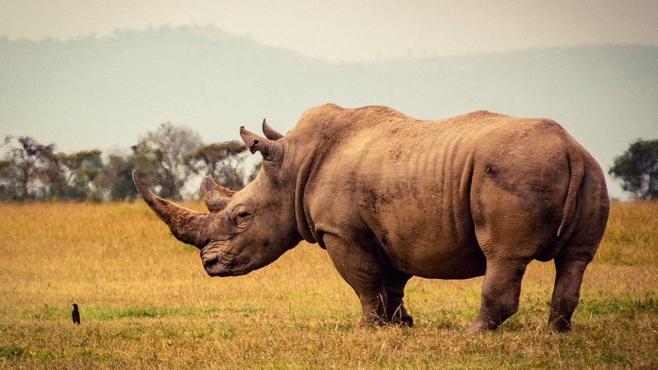 Rinoceronte em uma savana gramada
