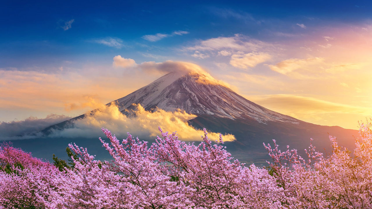 Monte Fuji, no Japão, com cerejeiras em flor em primeiro plano