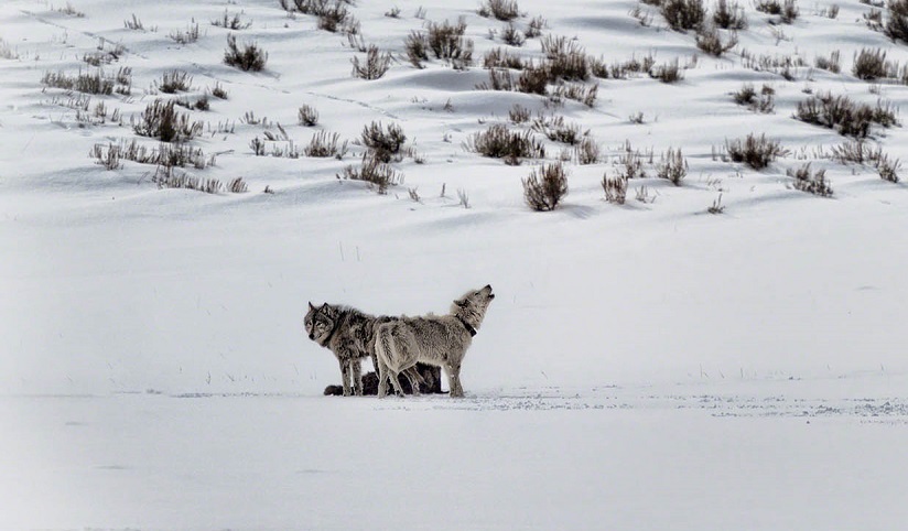 Two wolves howl against a snowy landscape
